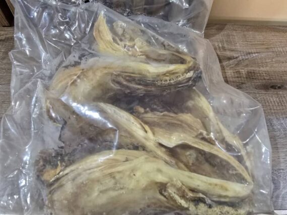 Stockfish Head With Ear - Image 2